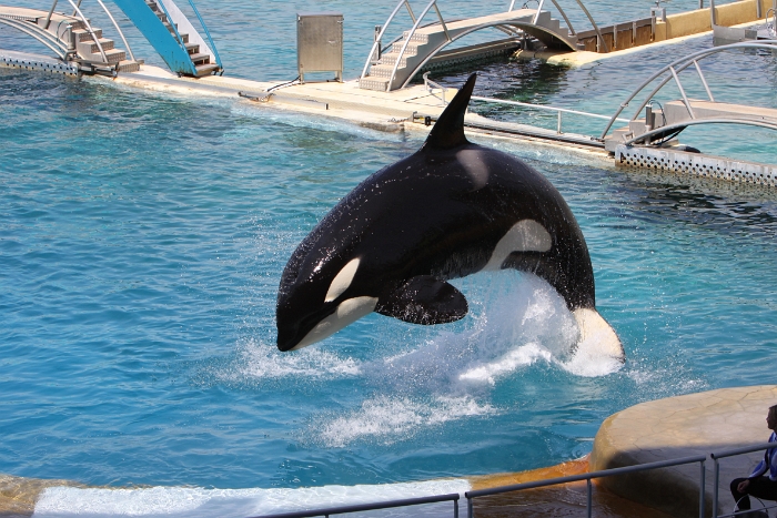 Marineland - Orgues - 066